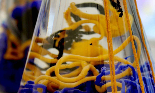 Workshops MIT DESIGNERIN CINDY FODOR